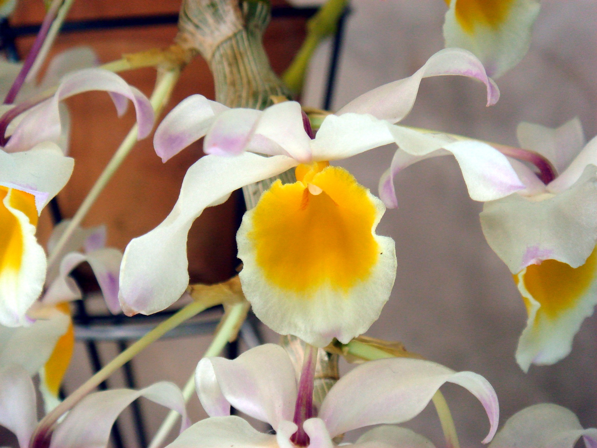 Hoa Phong Lan Vi T Vietnam Orchids Dendrobium Pendulum Ho Ng Th O Tr C Ph T B
